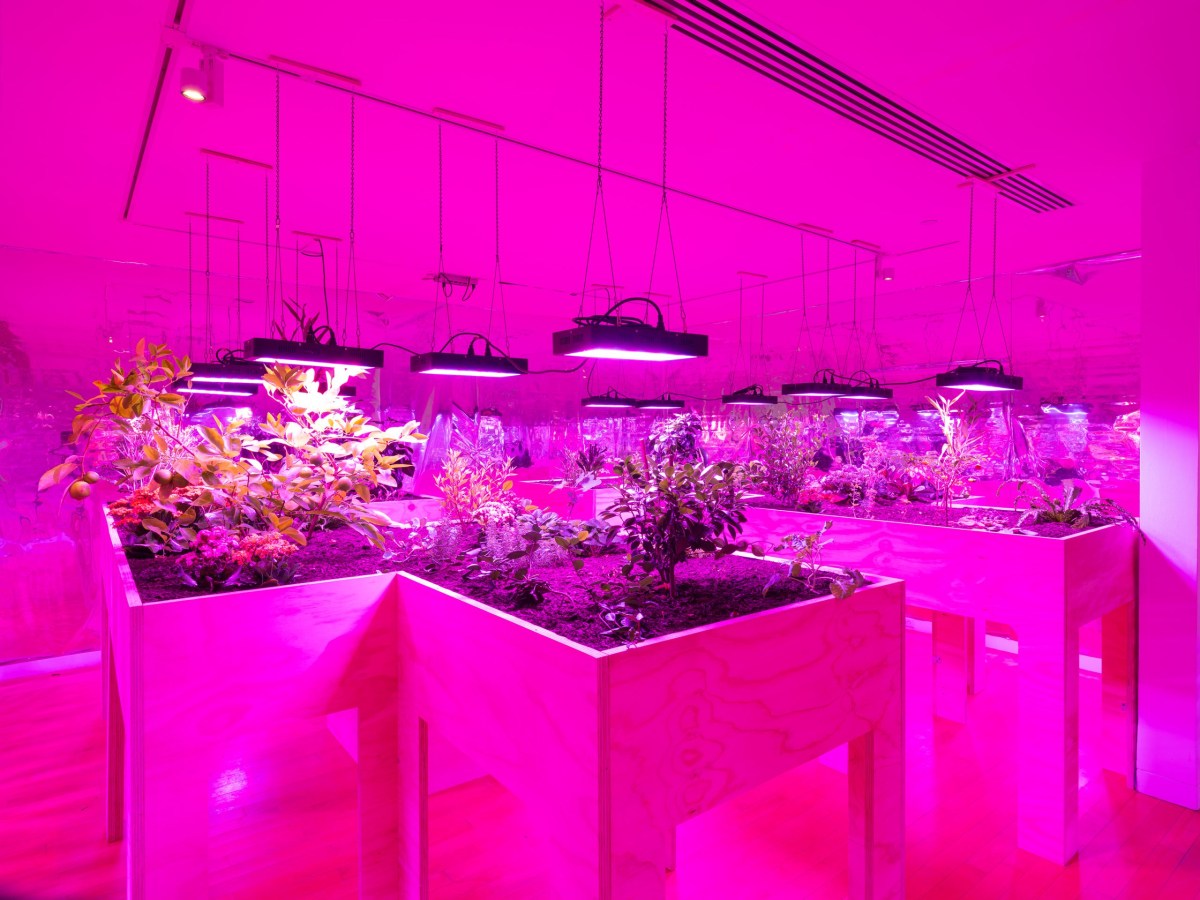 Artists Find Power, Care, and Resistance in the Garden